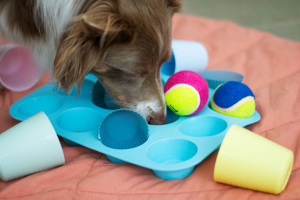 a brown and white dog playing with toys on a bed