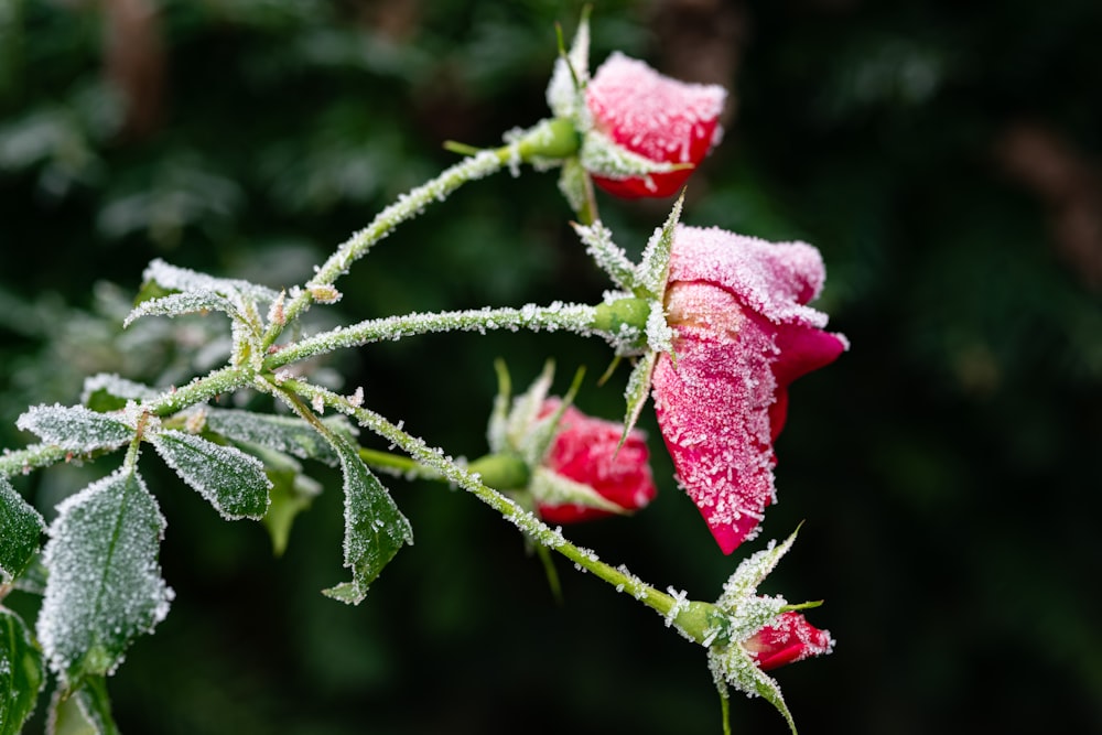 a close up of a flower with frost on it