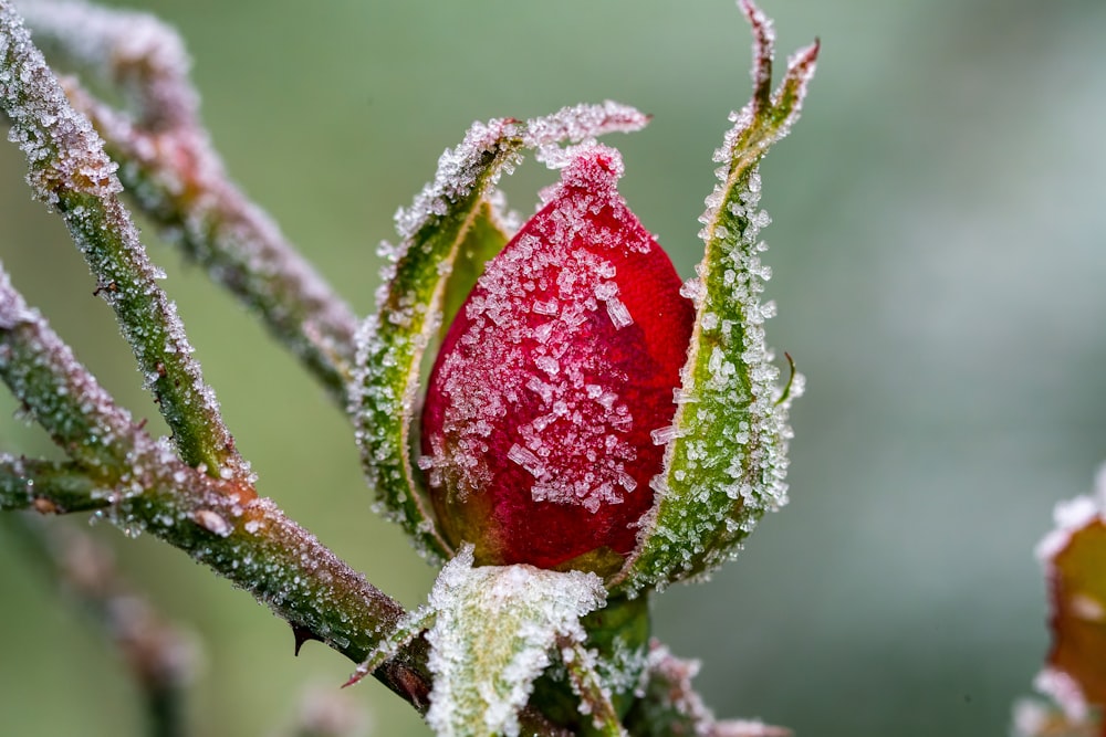 a red flower covered in frost on a tree branch