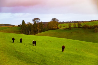 Rolling hills of lush green grass populated by four horses grazing peacefully. In the background, a line of trees marks the horizon under a cloudy sky.