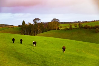 Rolling hills of lush green grass populated by four horses grazing peacefully. In the background, a line of trees marks the horizon under a cloudy sky.