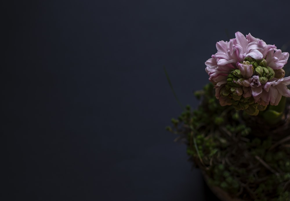 Un primer plano de una flor rosada en una planta