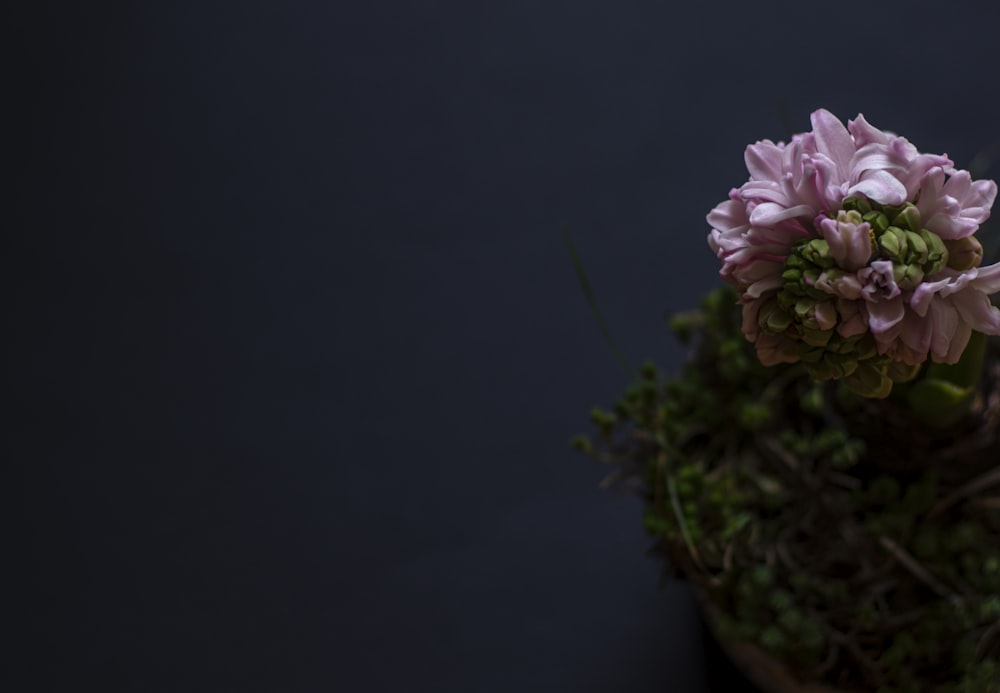 a close up of a pink flower on a plant