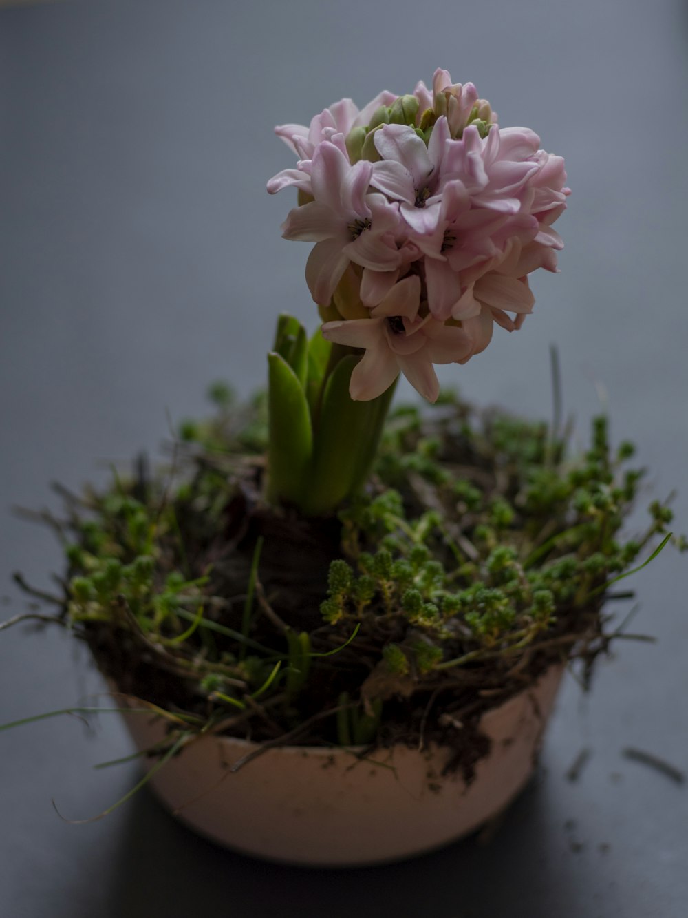 a small potted plant with pink flowers in it