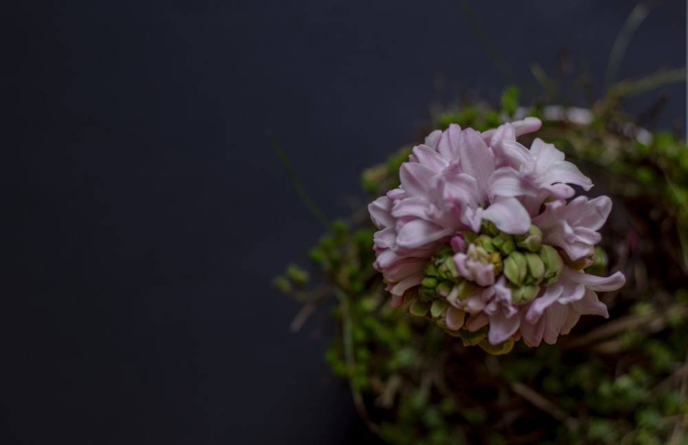 a close up of a pink flower on a black background