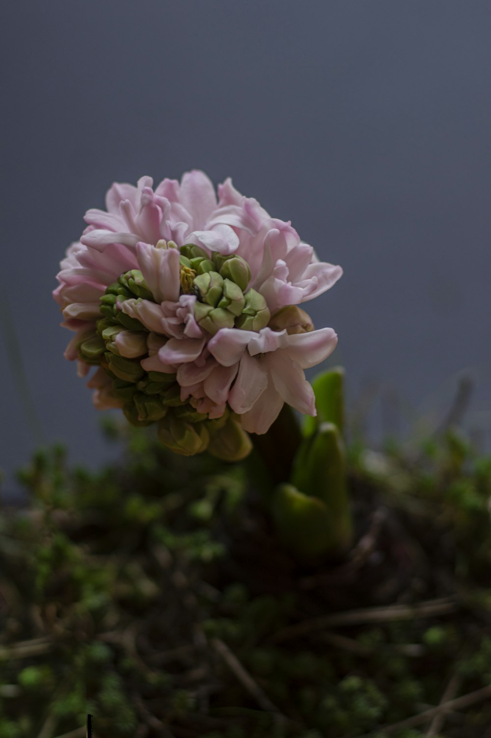 a close up of a pink flower on a plant