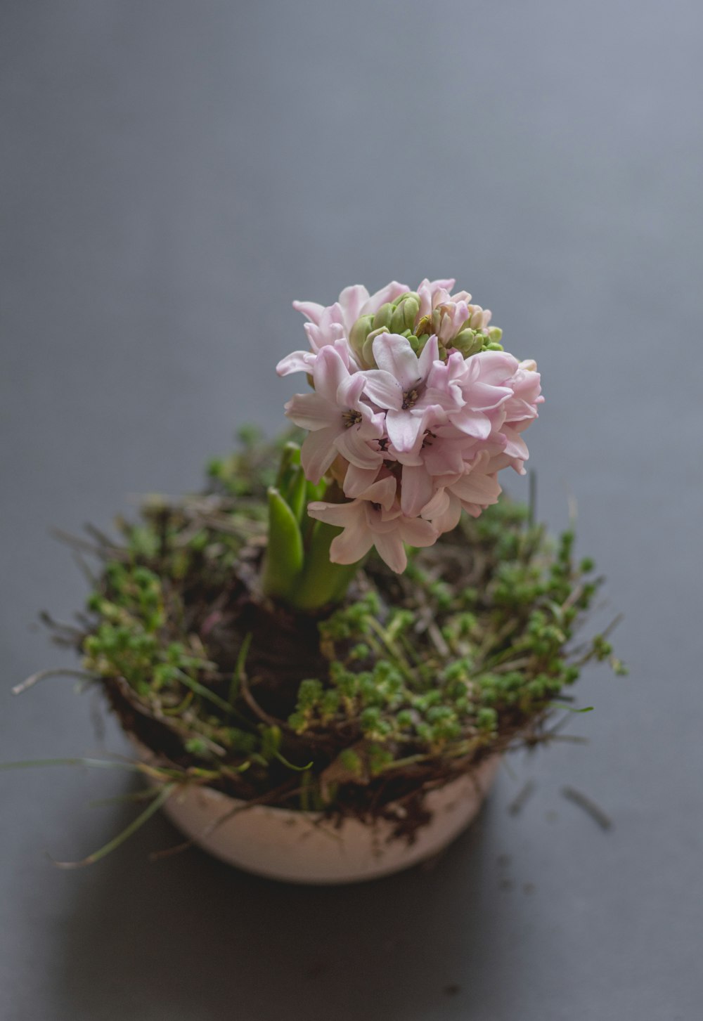 a small potted plant with pink flowers on a table