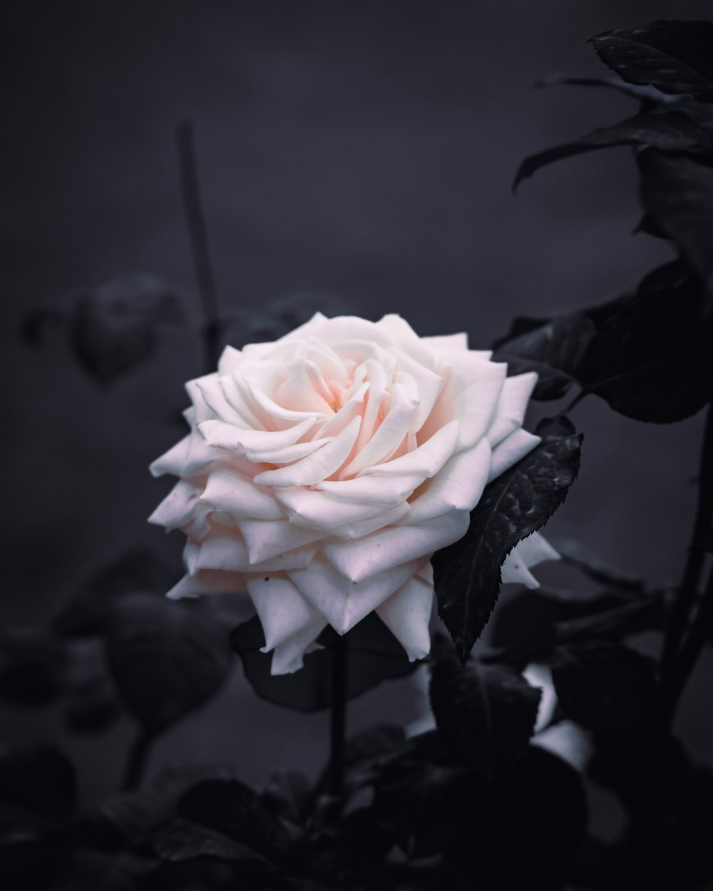 a white rose with black leaves on a dark background