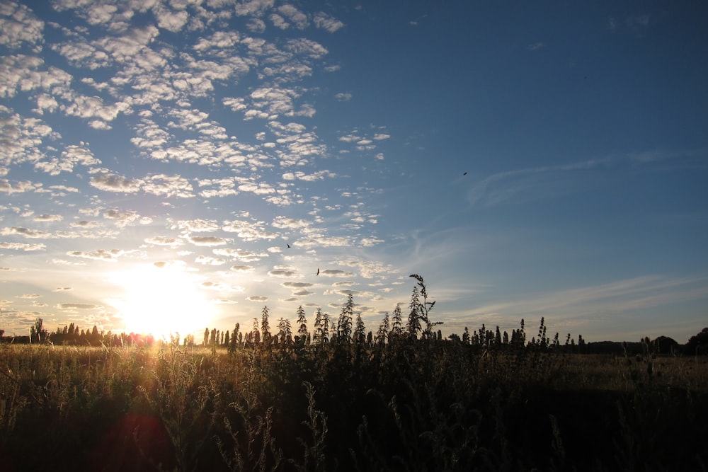 the sun is setting over a field of tall grass