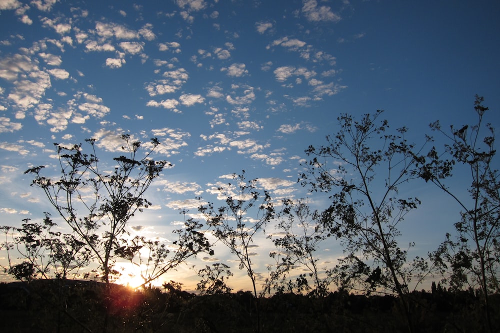 Il sole sta tramontando dietro gli alberi nel campo