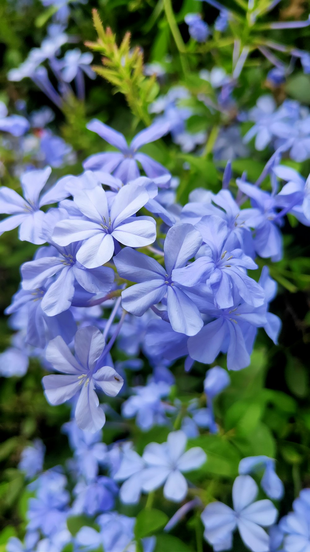 a bunch of blue flowers that are in the grass