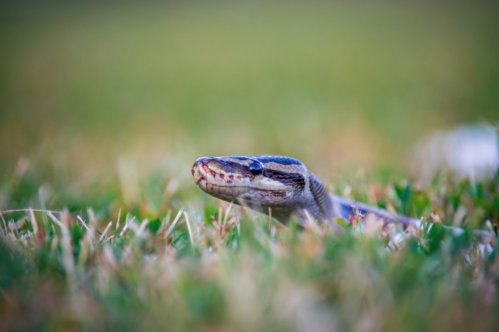 a close up of a snake in the grass