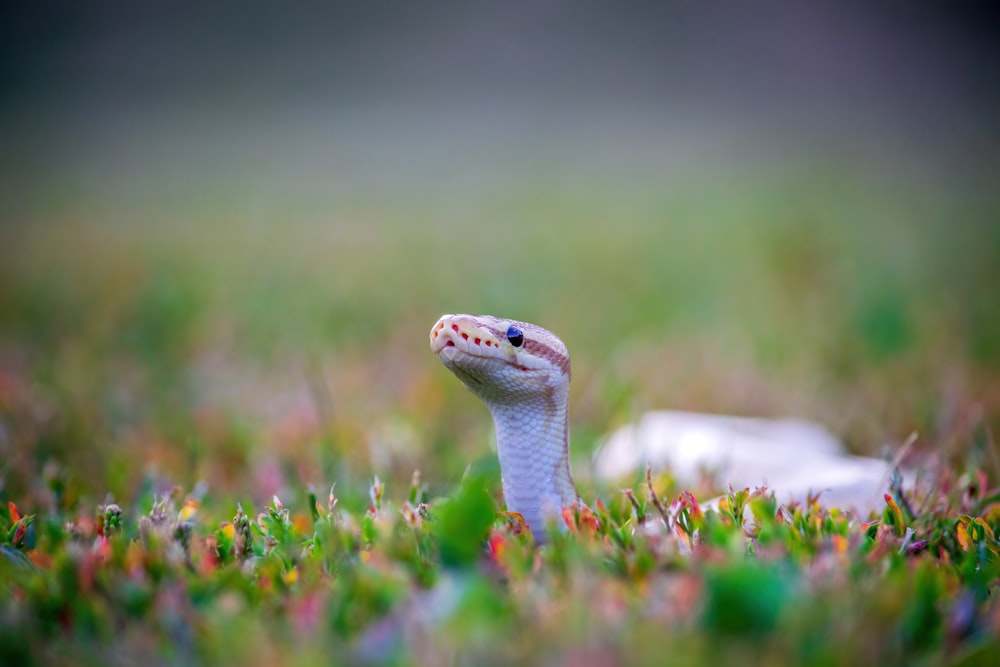 a close up of a snake in the grass