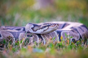 a snake that is laying down in the grass