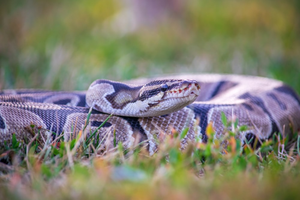 a snake that is laying down in the grass