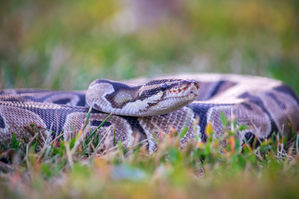 Un serpente che si sdraia nell'erba