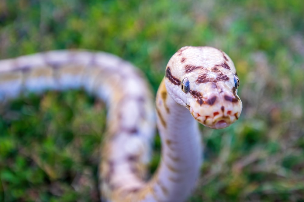 um close up de uma cobra no chão