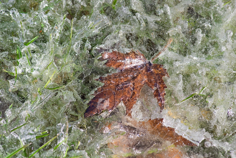 a leaf is sitting on some frosty grass
