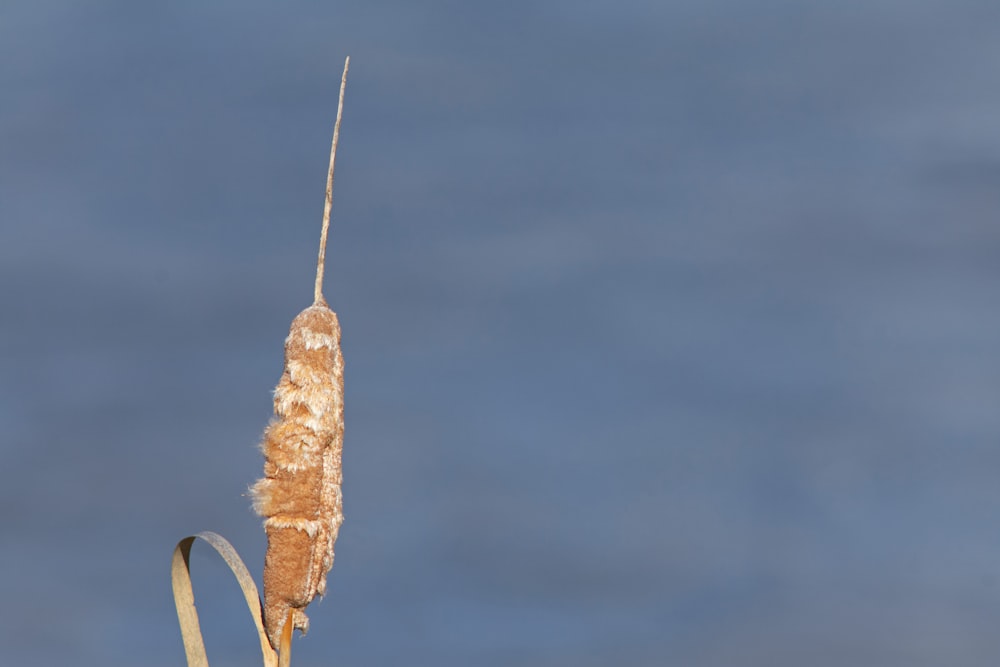a dead insect on a twig with a blue sky in the background