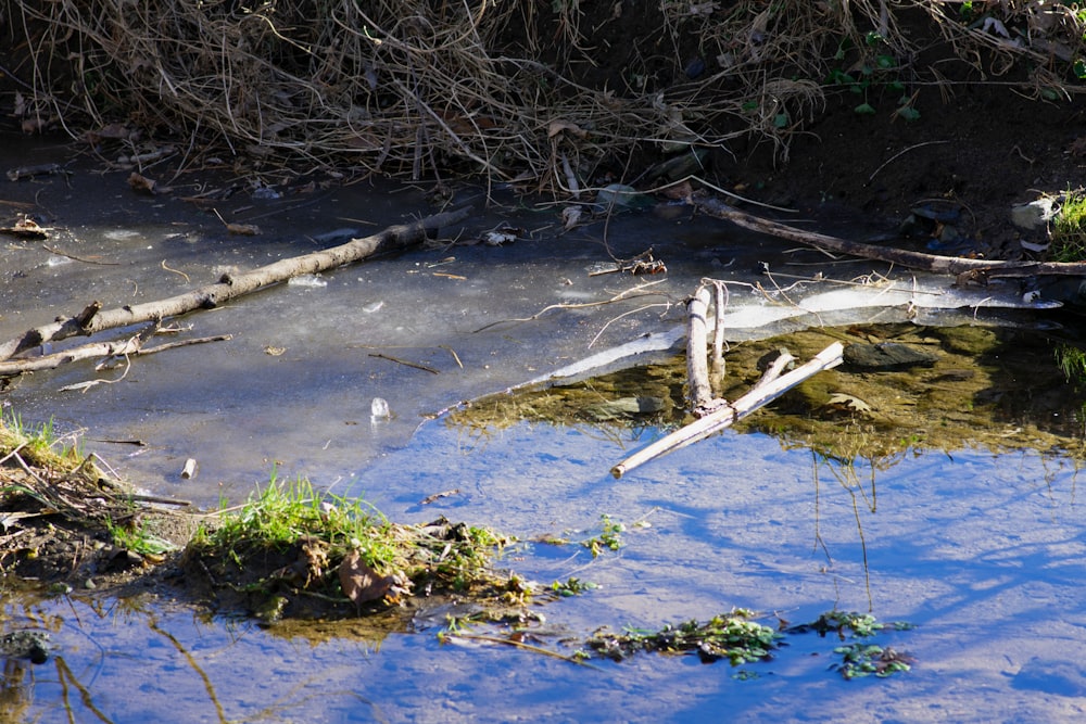 a small creek with a fallen log in the middle of it