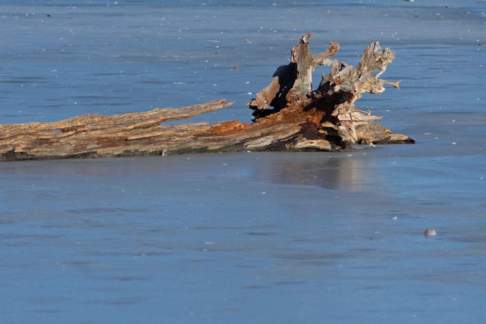 a bird standing on top of a log in the water