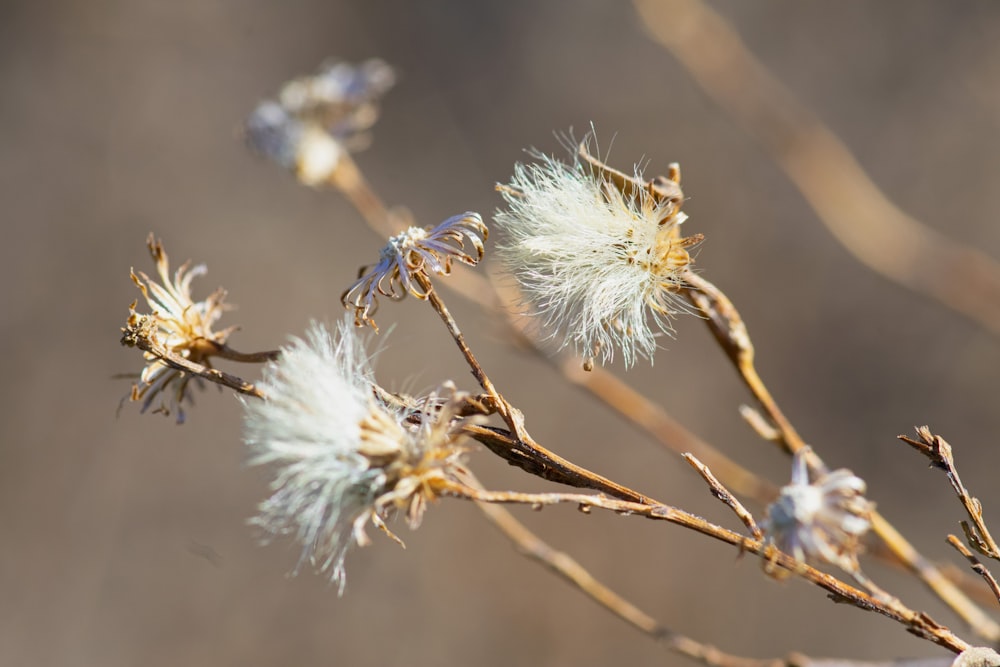 a close up of a plant with white flowers