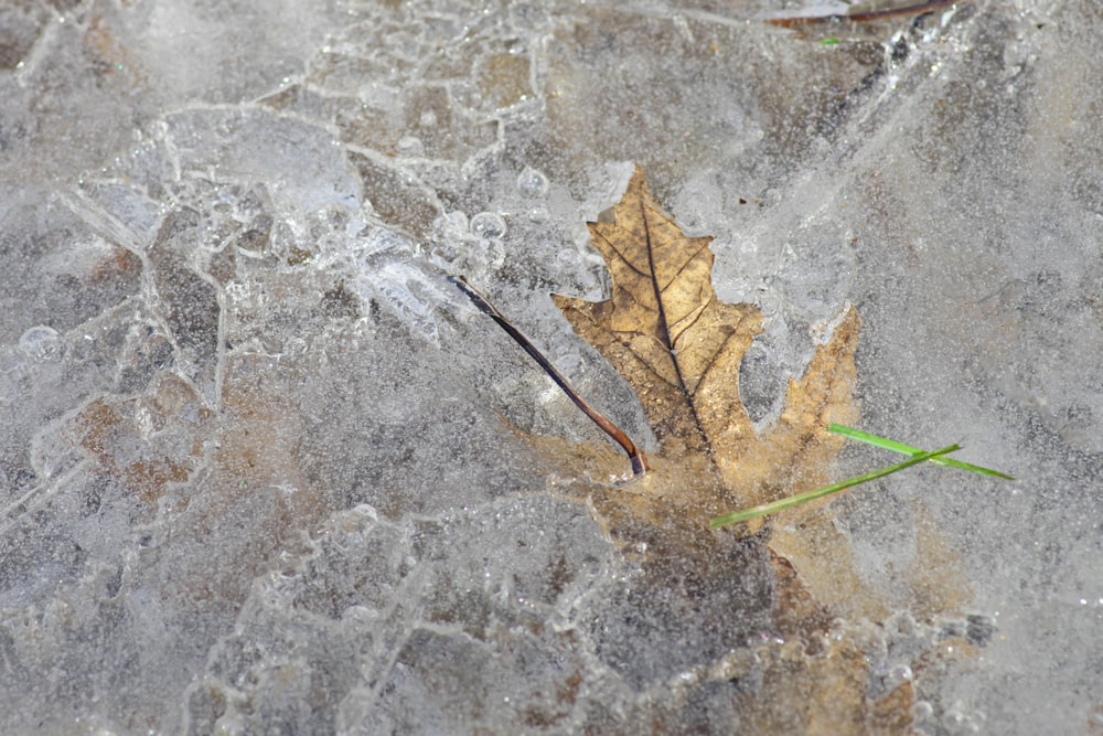 a single leaf laying on top of a rock