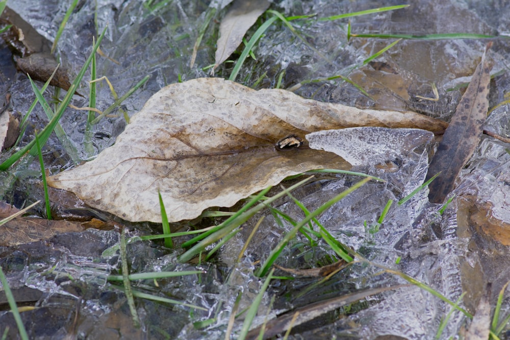 a leaf that is sitting on some ice