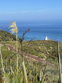 A picturesque coastal scene with a white lighthouse situated on a lush green hill. In the foreground, tall grasses and flax plants are visible. The background features a vast expanse of calm blue ocean meeting a clear blue sky.