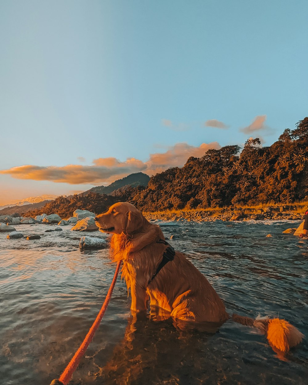 a dog is sitting in the water with a leash