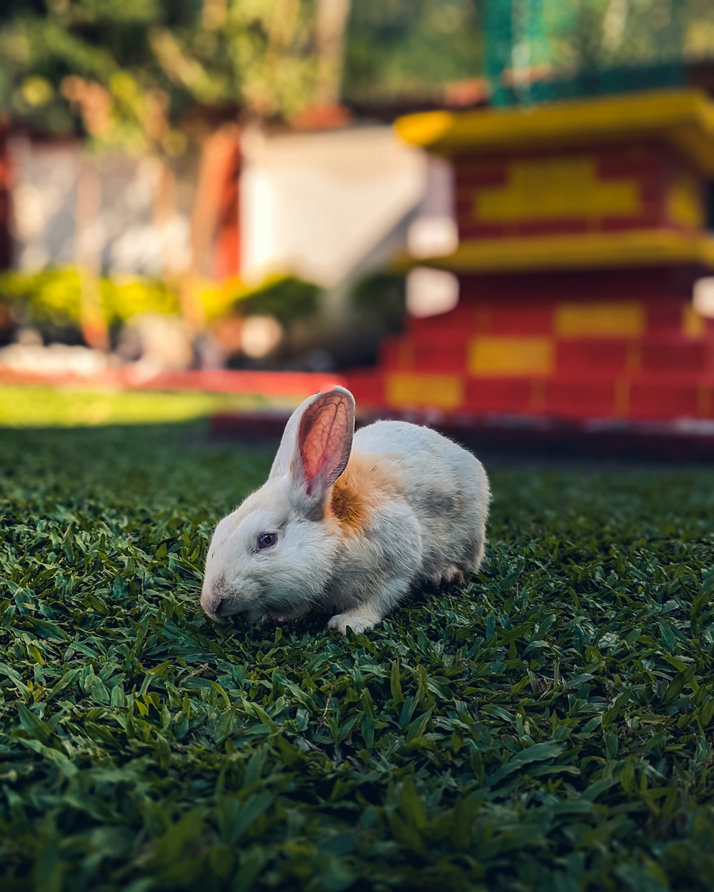 a white rabbit sitting on top of a lush green field