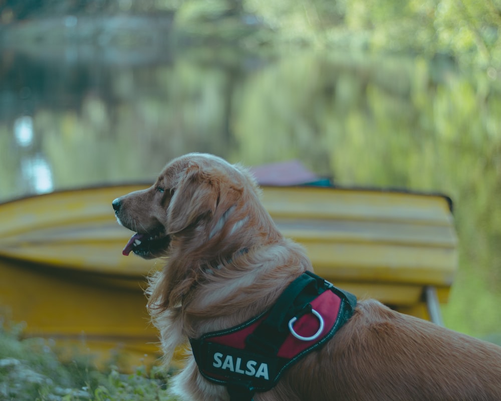 a dog wearing a life jacket sitting next to a boat