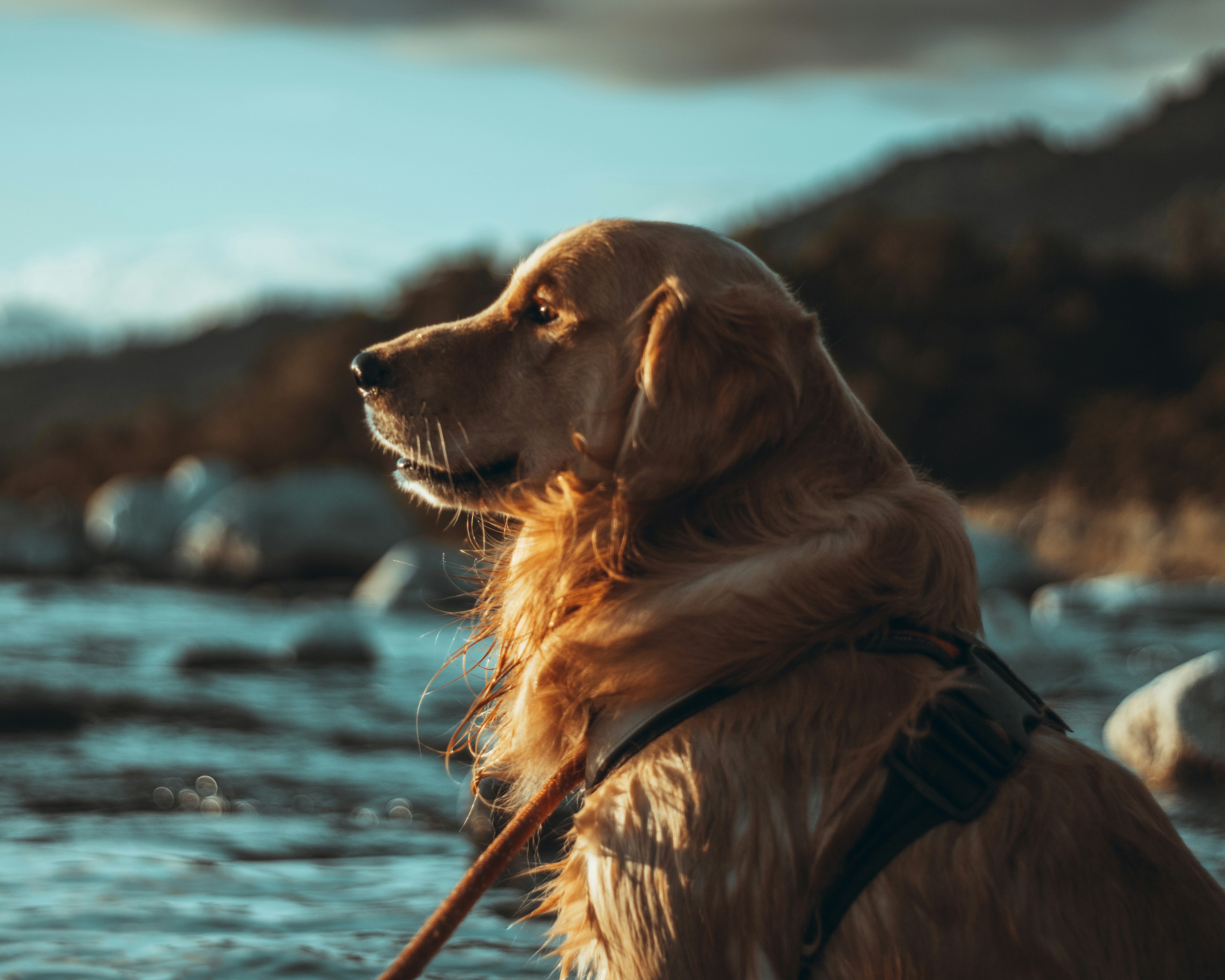 A person gently petting their dog, who is relaxed and leaning into the touch, demonstrating affection.