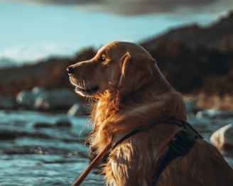 A golden retriever, wearing a harness, gazes thoughtfully towards the water. The setting is a natural outdoor environment, with blurred mountains and rocks in the background. The sunlight highlights the dog's fur, creating a warm and serene atmosphere.