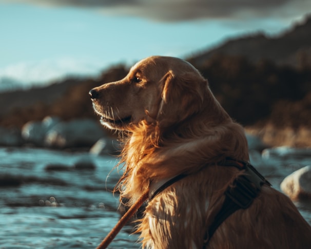 A golden retriever, wearing a harness, gazes thoughtfully towards the water. The setting is a natural outdoor environment, with blurred mountains and rocks in the background. The sunlight highlights the dog's fur, creating a warm and serene atmosphere.
