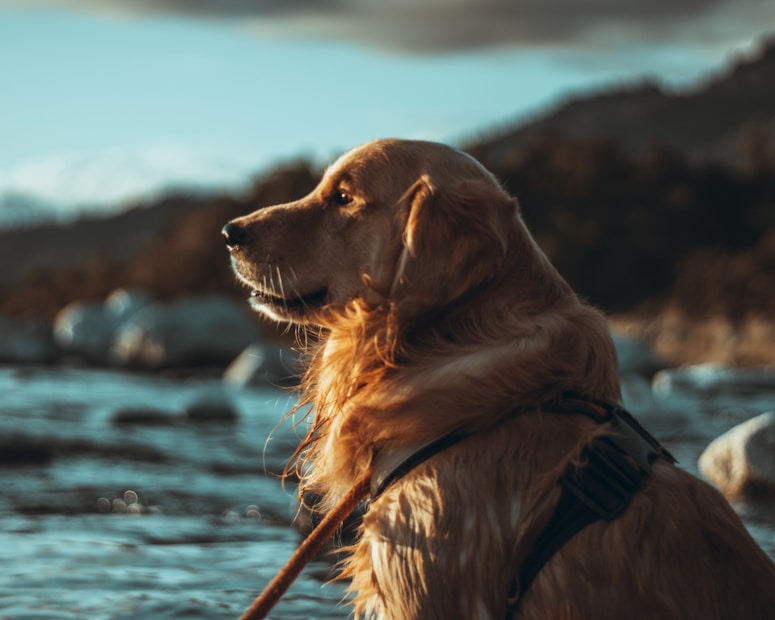 A golden retriever, wearing a harness, gazes thoughtfully towards the water. The setting is a natural outdoor environment, with blurred mountains and rocks in the background. The sunlight highlights the dog's fur, creating a warm and serene atmosphere.