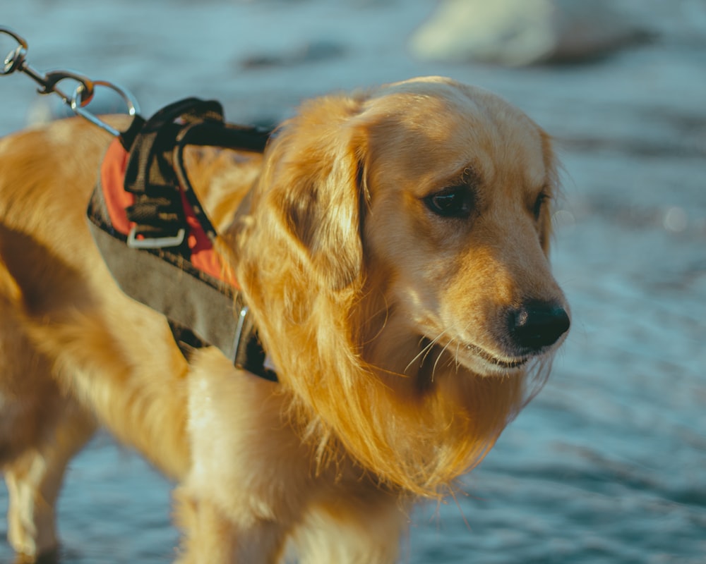 a dog with a harness on standing in the water