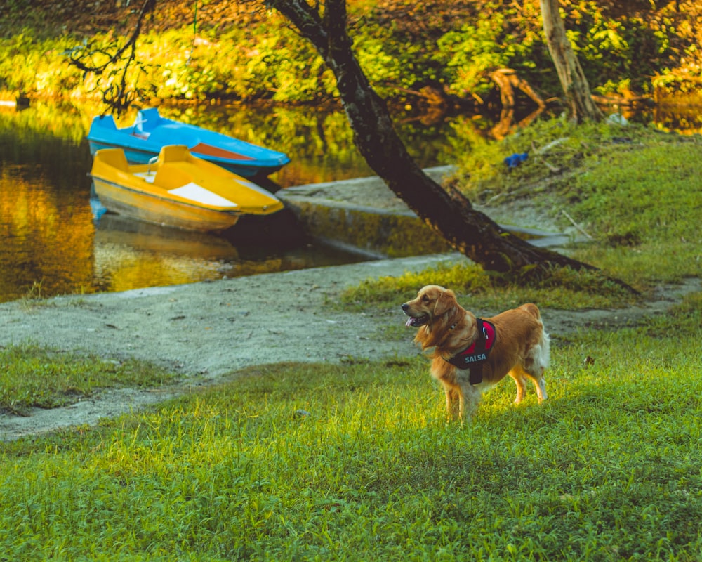 a dog standing in the grass next to a body of water