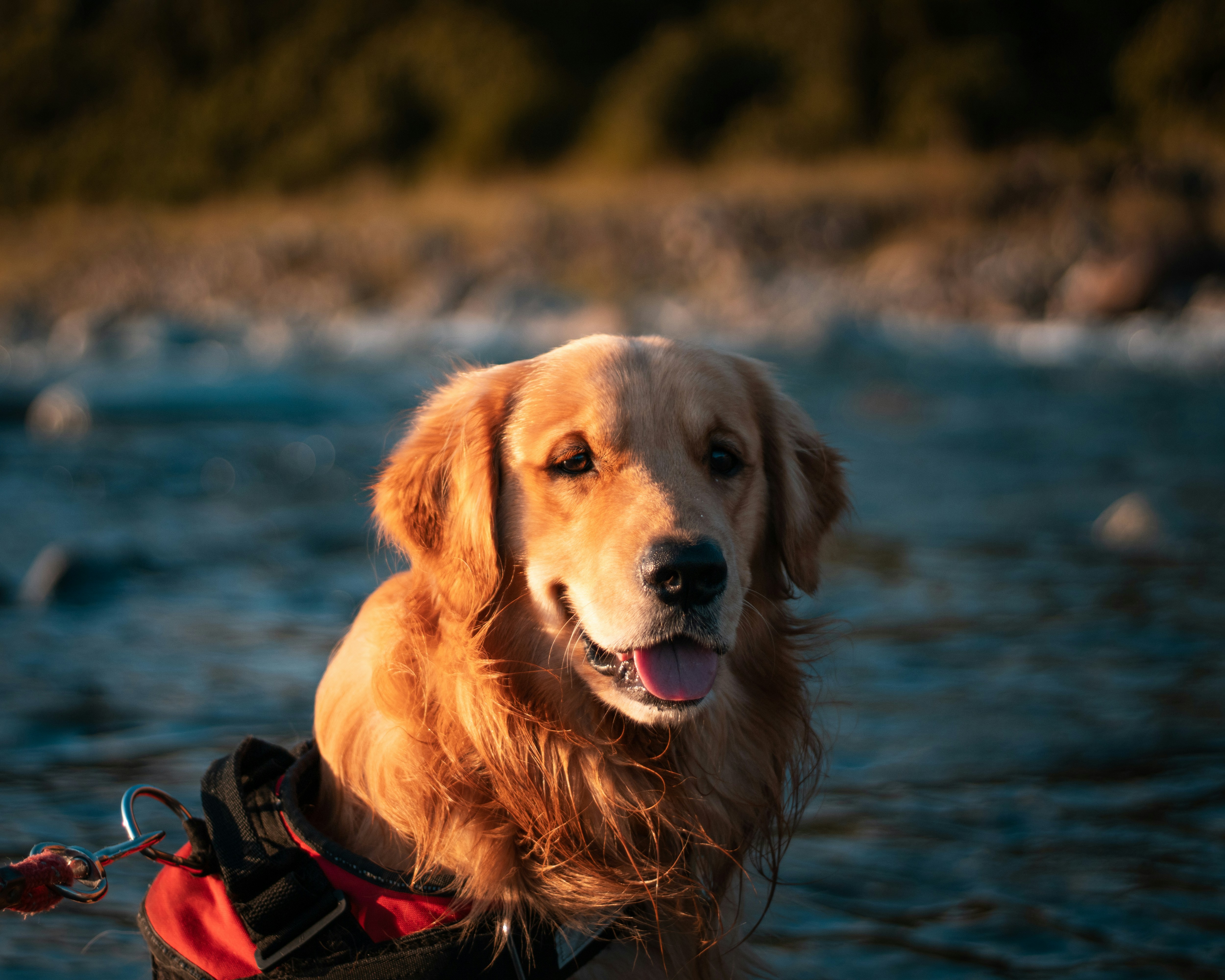 Photo by shantanugoyal_