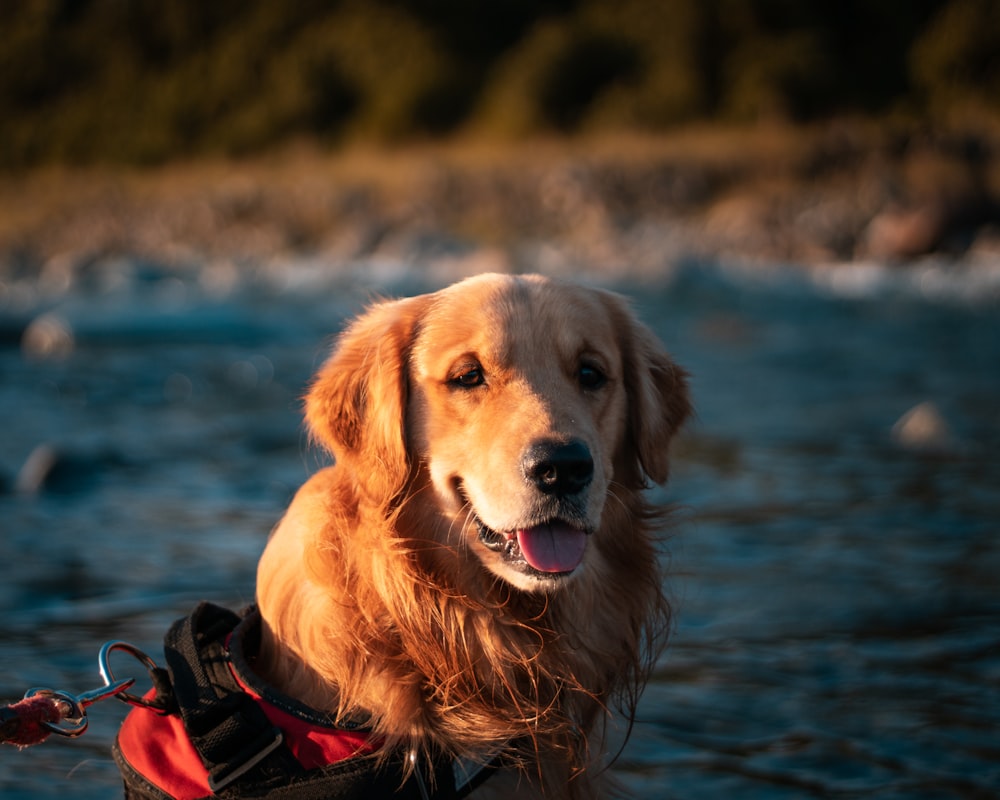 a golden retriever is standing in the water