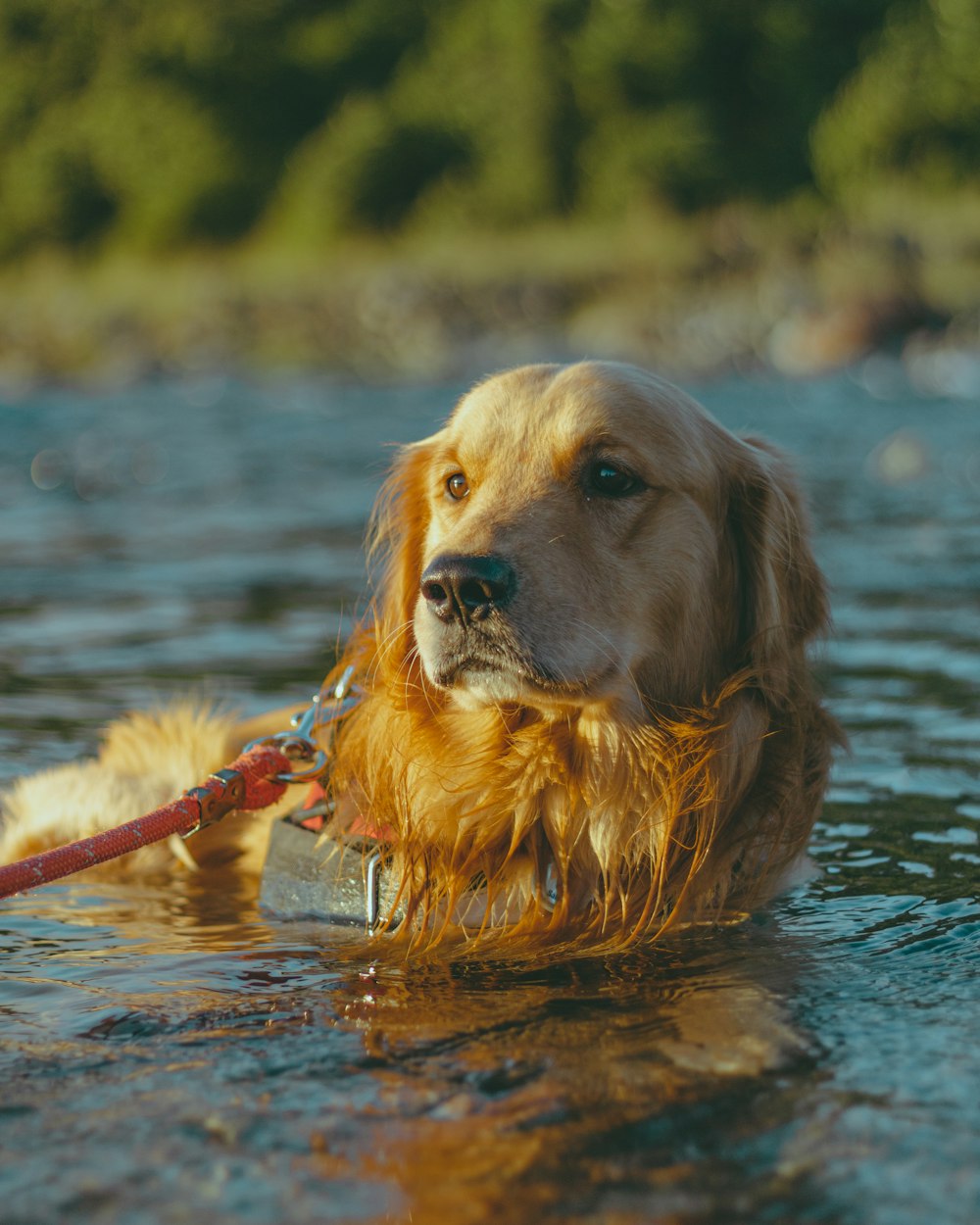 a dog in the water with a leash on