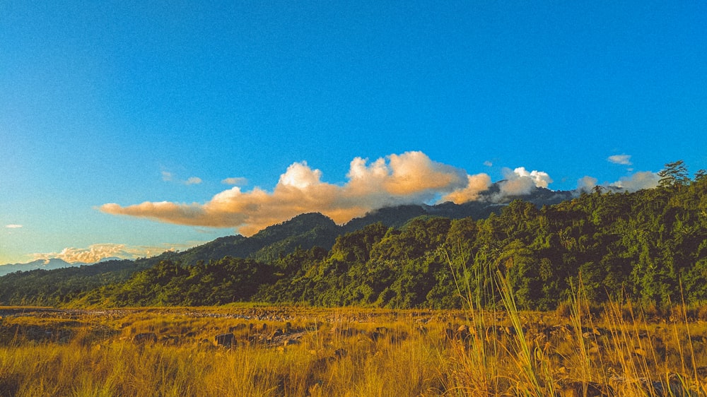 a grassy field with a mountain in the background