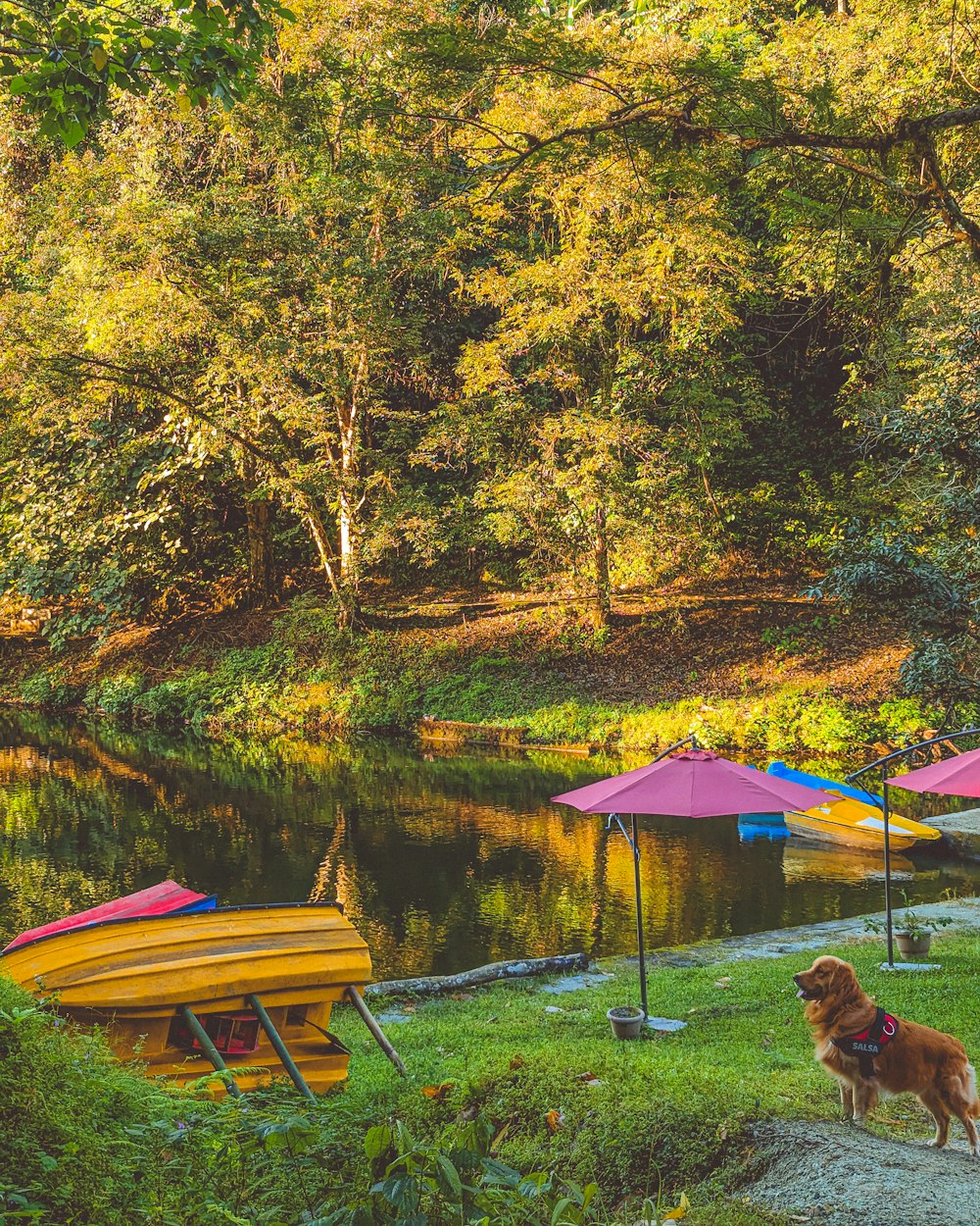 a dog is standing in front of a lake