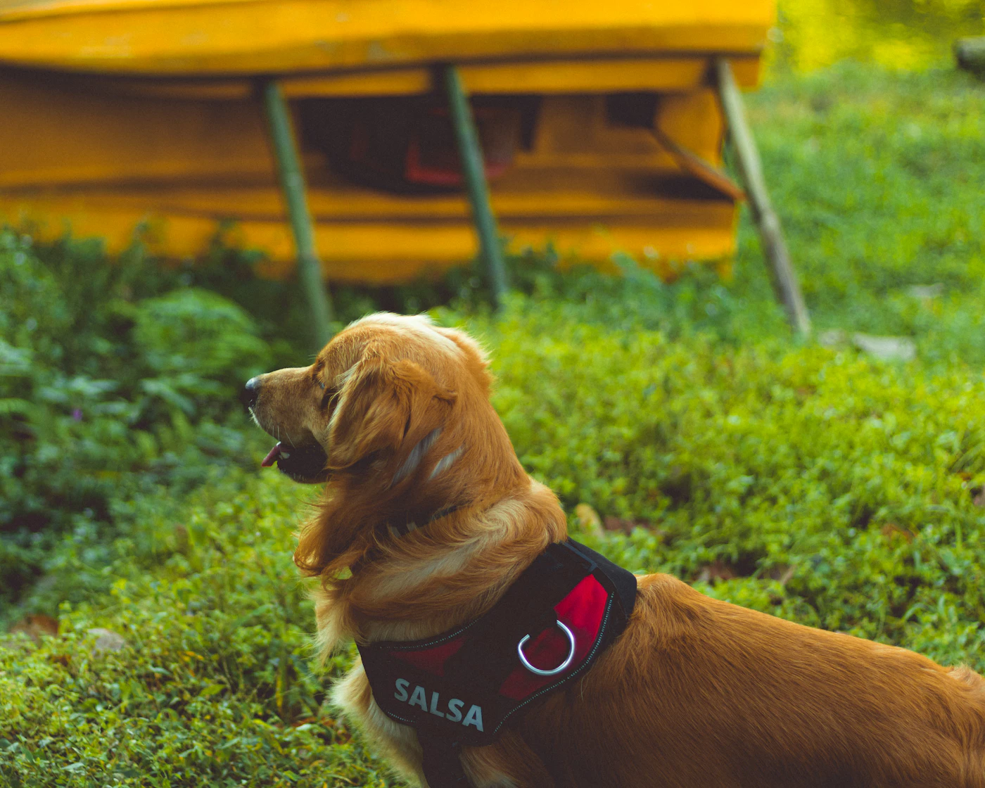 A dog in a service vest working calmly in a public setting beside its handler
