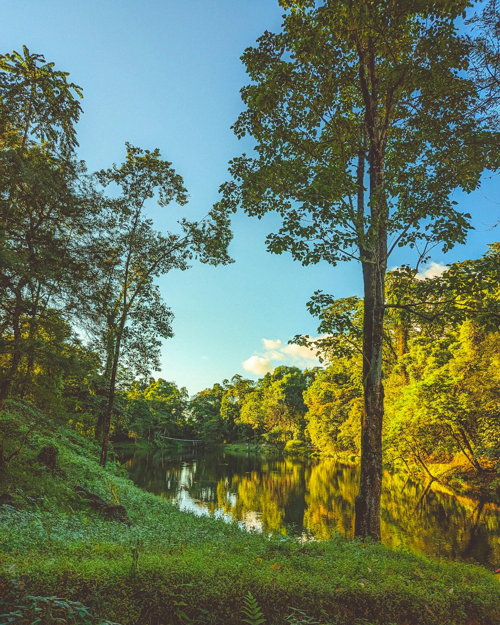 a body of water surrounded by trees and grass