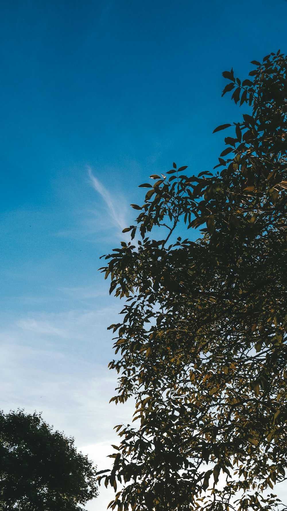 a bench sitting under a tree under a blue sky