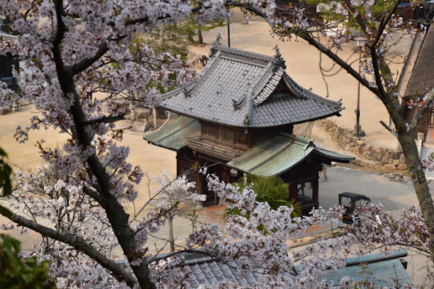 A serene traditional Korean tea house surrounded by blooming cherry blossoms.