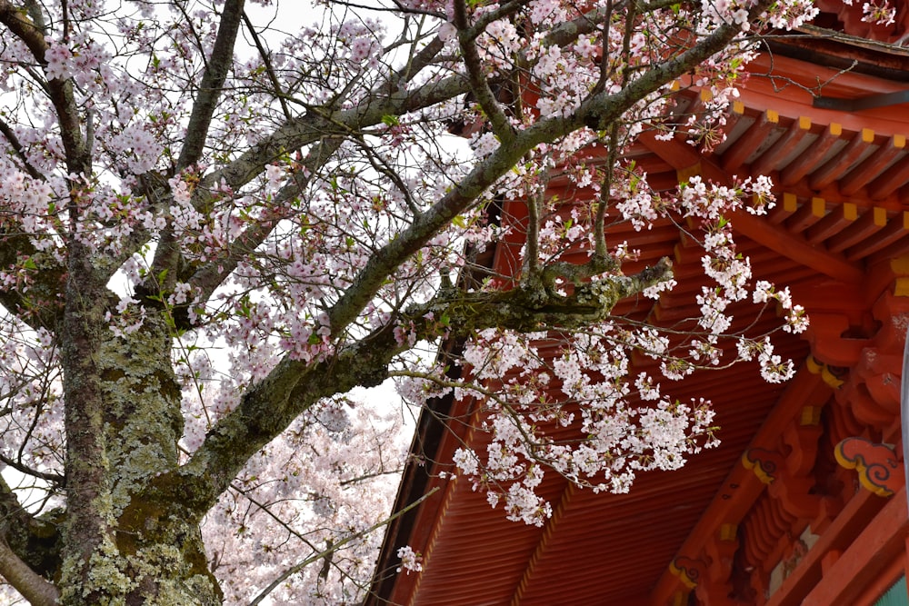 a tree with white flowers in front of a red building