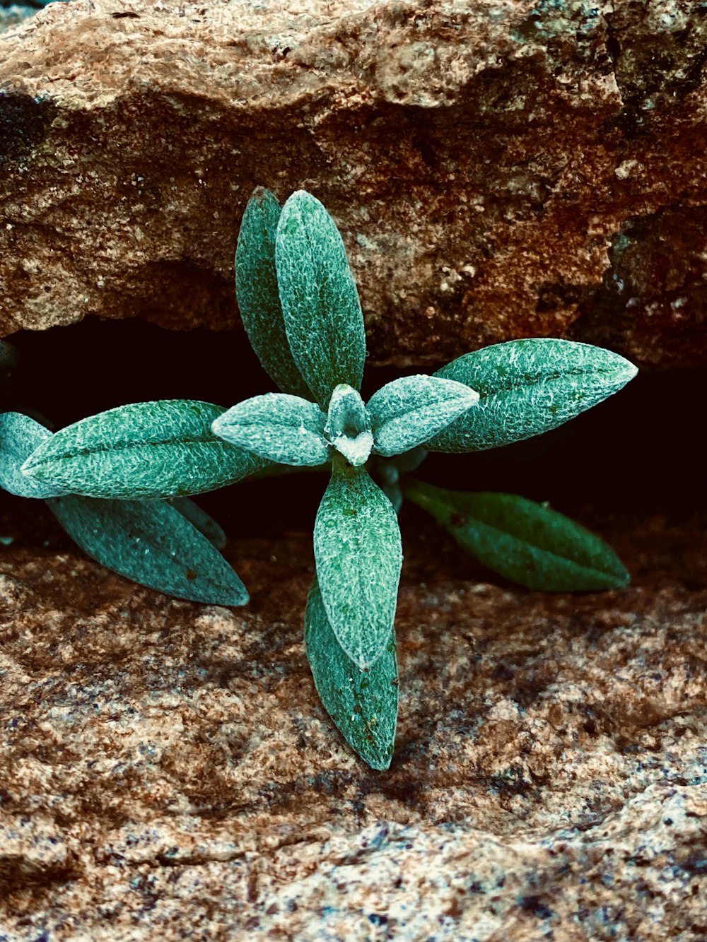 a small green plant is growing out of a crack in a rock