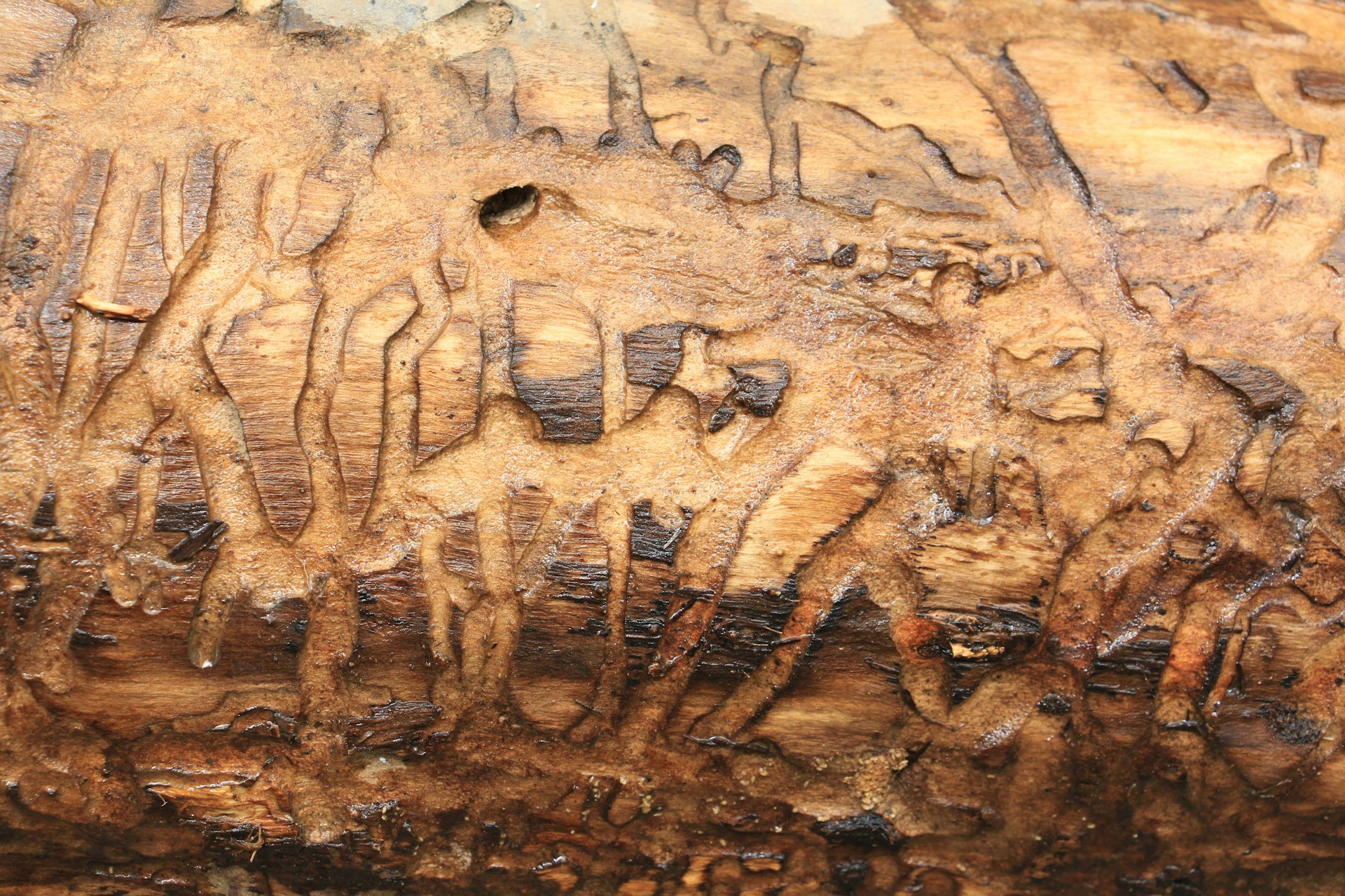 a close up of a piece of wood with a pattern on it